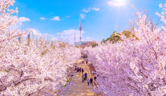 TOUR 5N4Đ HÀN QUỐC 2026: HÀ NỘI - SEOUL - NAMI - EVERLAND - CÔNG VIÊN YEOUIDO - RỪNG SEOUL - THƯ VIỆN SÁCH BAY VN (TRƯA - TỐI)